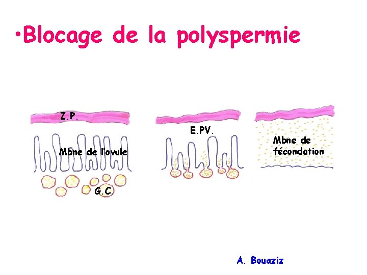  • Blocage de la polyspermie Z. P. E. PV. Mbne de l’ovule Mbne