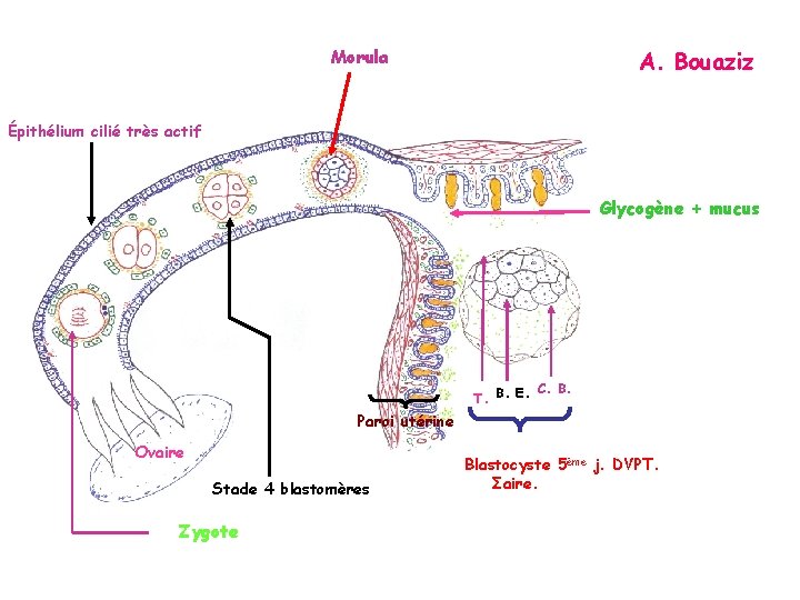 Morula A. Bouaziz Épithélium cilié très actif Glycogène + mucus C. B. T. B.