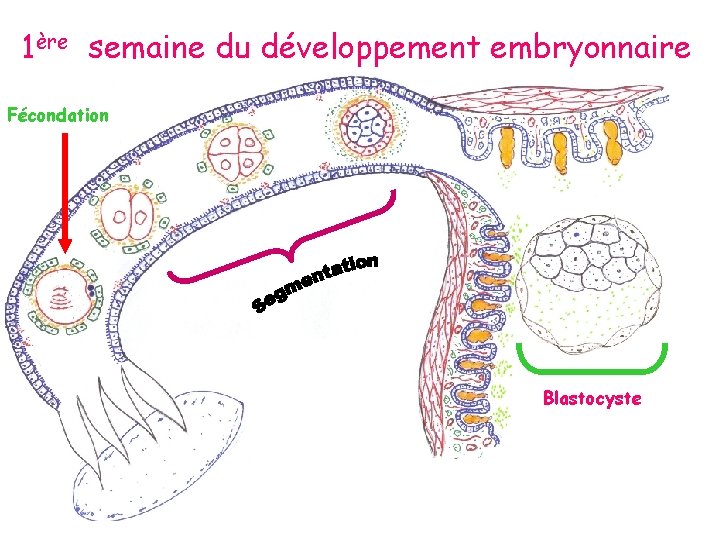 1ère semaine du développement embryonnaire Fécondation Blastocyste 