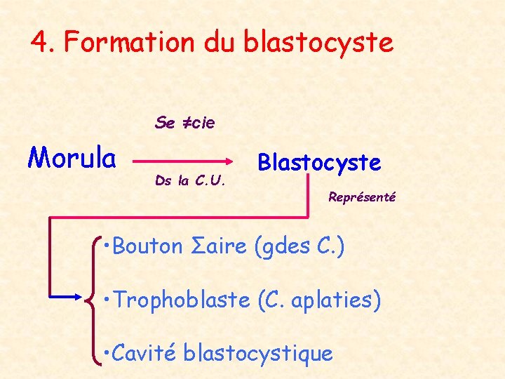 4. Formation du blastocyste Se ≠cie Morula Ds la C. U. Blastocyste Représenté •