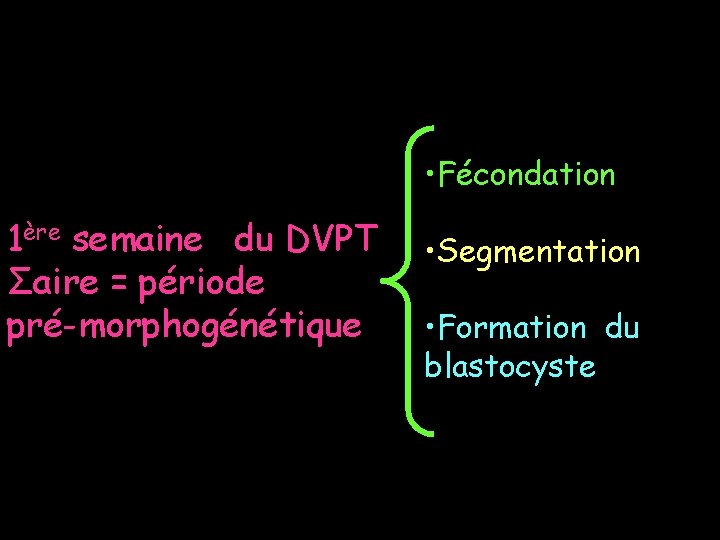  • Fécondation 1ère semaine du DVPT Σaire = période pré-morphogénétique • Segmentation •