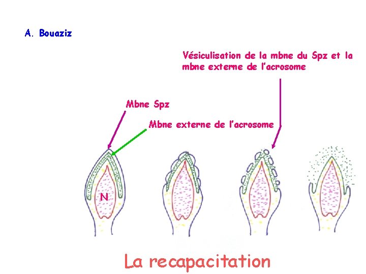 A. Bouaziz Vésiculisation de la mbne du Spz et la mbne externe de l’acrosome