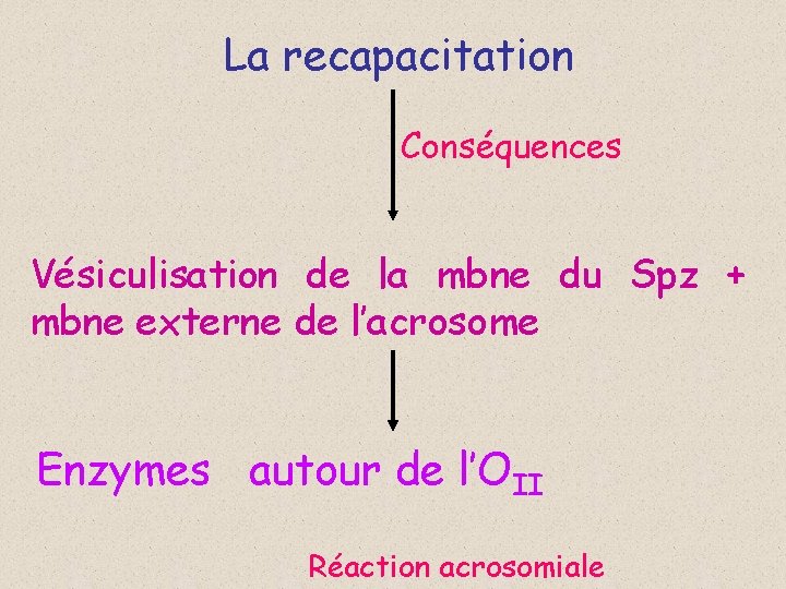 La recapacitation Conséquences Vésiculisation de la mbne du Spz + mbne externe de l’acrosome