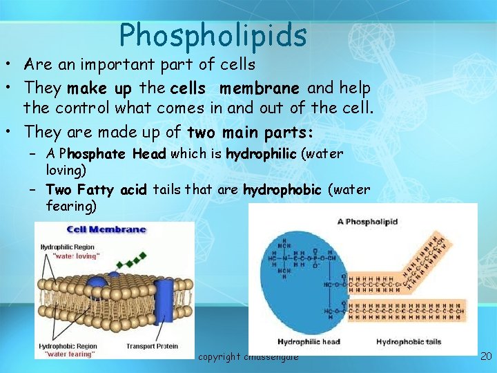 Phospholipids • Are an important part of cells • They make up the cells