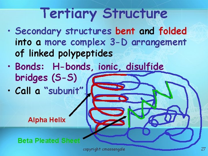 Tertiary Structure • Secondary structures bent and folded into a more complex 3 -D