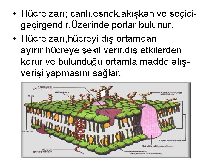  • Hücre zarı; canlı, esnek, akışkan ve seçicigeçirgendir. Üzerinde porlar bulunur. • Hücre