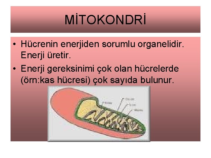 MİTOKONDRİ • Hücrenin enerjiden sorumlu organelidir. Enerji üretir. • Enerji gereksinimi çok olan hücrelerde