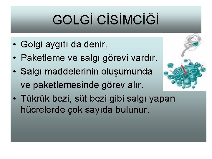 GOLGİ CİSİMCİĞİ • Golgi aygıtı da denir. • Paketleme ve salgı görevi vardır. •