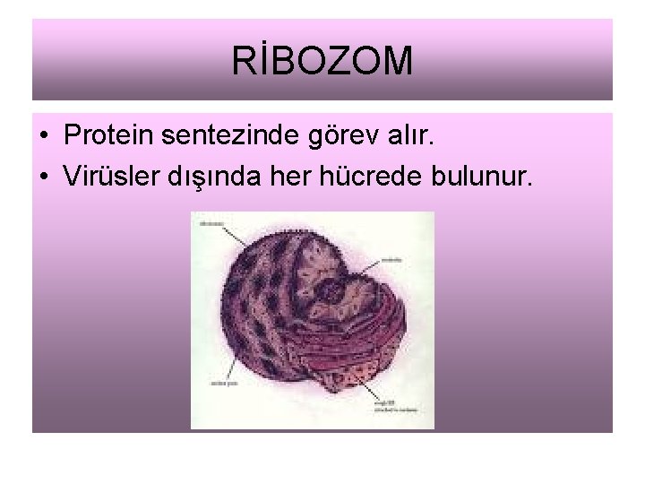 RİBOZOM • Protein sentezinde görev alır. • Virüsler dışında her hücrede bulunur. 