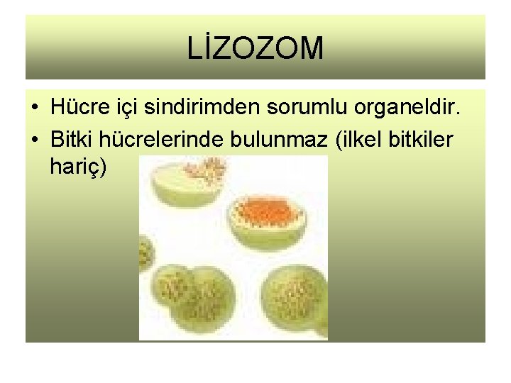 LİZOZOM • Hücre içi sindirimden sorumlu organeldir. • Bitki hücrelerinde bulunmaz (ilkel bitkiler hariç)