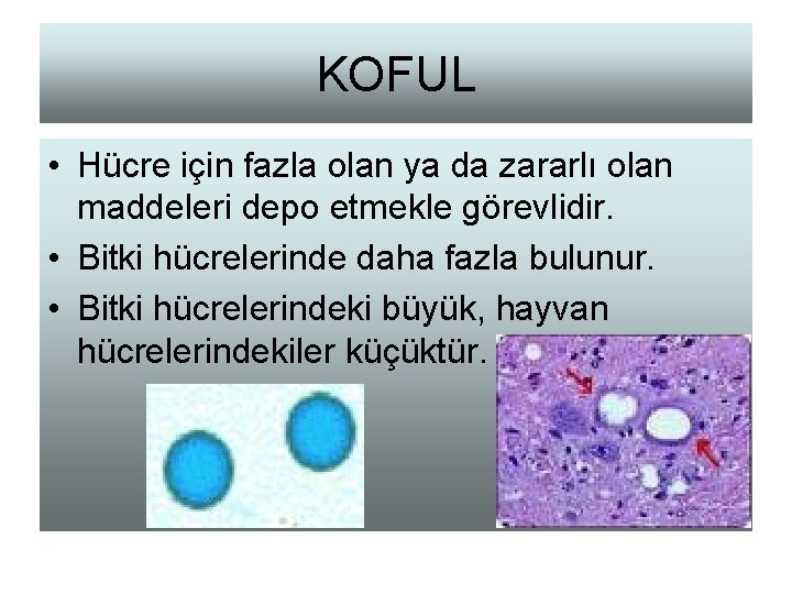 KOFUL • Hücre için fazla olan ya da zararlı olan maddeleri depo etmekle görevlidir.