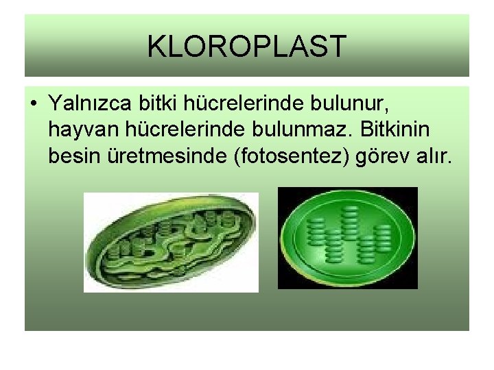 KLOROPLAST • Yalnızca bitki hücrelerinde bulunur, hayvan hücrelerinde bulunmaz. Bitkinin besin üretmesinde (fotosentez) görev