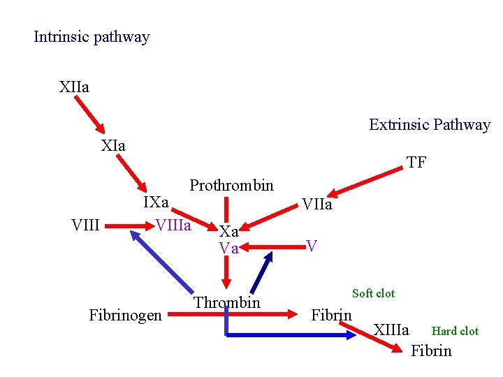 Intrinsic pathway XIIa Extrinsic Pathway XIa TF Prothrombin VIII IXa VIIIa Fibrinogen VIIa Xa