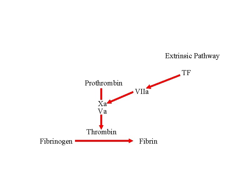 Extrinsic Pathway TF Prothrombin VIIa Xa Va Thrombin Fibrinogen Fibrin 