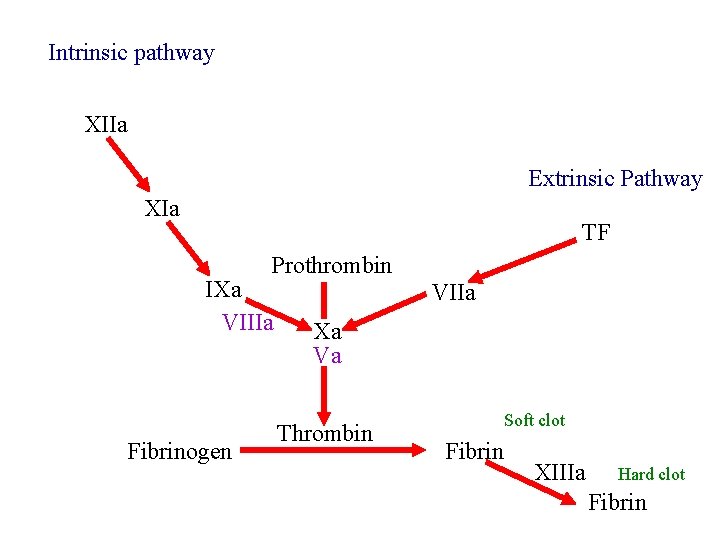 Intrinsic pathway XIIa Extrinsic Pathway XIa TF Prothrombin IXa VIIIa Fibrinogen VIIa Xa Va