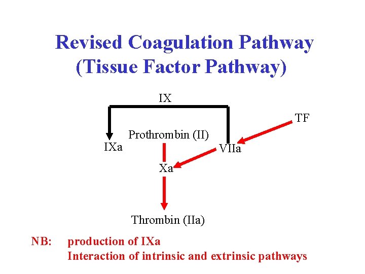 Revised Coagulation Pathway (Tissue Factor Pathway) IX TF IXa Prothrombin (II) VIIa Xa Thrombin