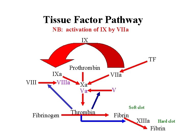 Tissue Factor Pathway NB: activation of IX by VIIa IX TF Prothrombin VIII IXa