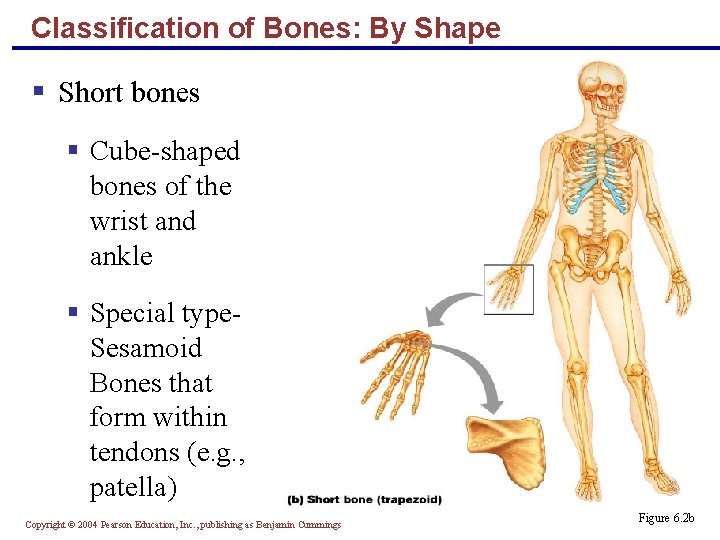 Classification of Bones: By Shape § Short bones § Cube-shaped bones of the wrist