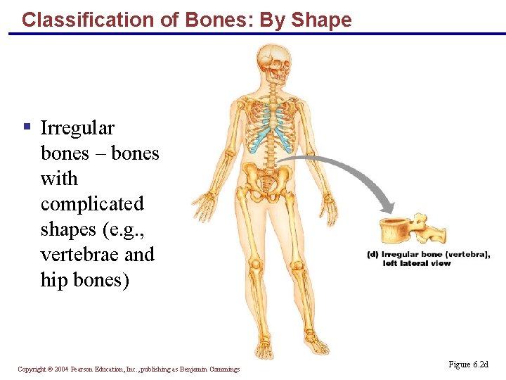 Classification of Bones: By Shape § Irregular bones – bones with complicated shapes (e.