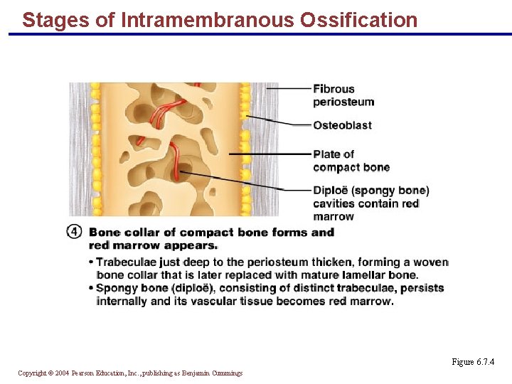 Stages of Intramembranous Ossification Figure 6. 7. 4 Copyright © 2004 Pearson Education, Inc.