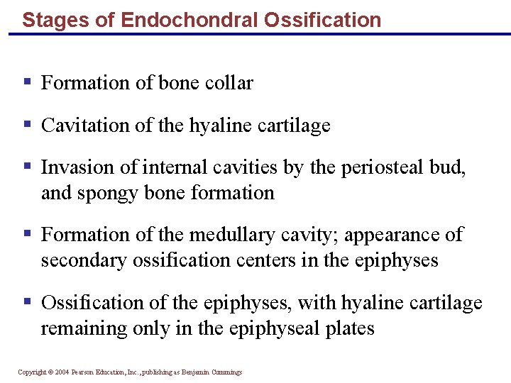 Stages of Endochondral Ossification § Formation of bone collar § Cavitation of the hyaline