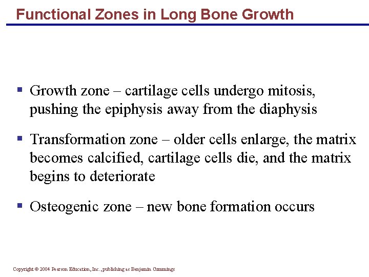 Functional Zones in Long Bone Growth § Growth zone – cartilage cells undergo mitosis,