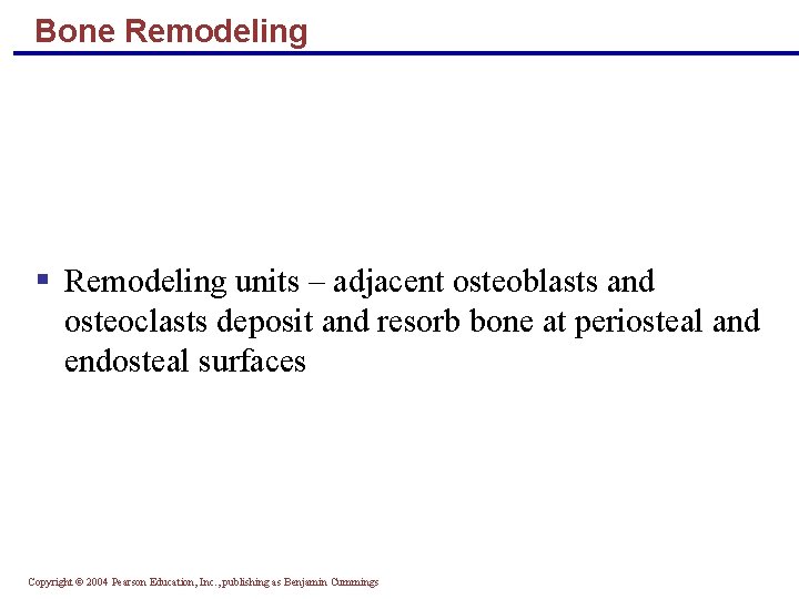 Bone Remodeling § Remodeling units – adjacent osteoblasts and osteoclasts deposit and resorb bone