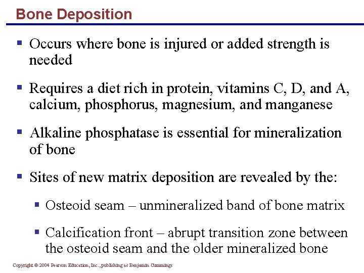 Bone Deposition § Occurs where bone is injured or added strength is needed §