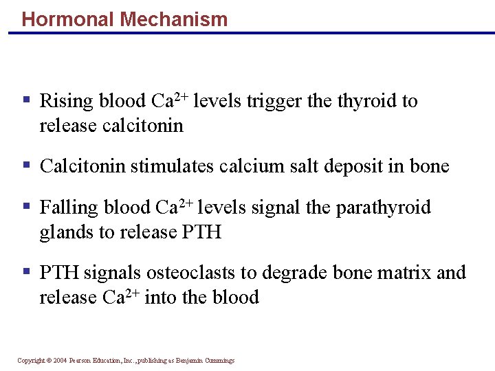 Hormonal Mechanism § Rising blood Ca 2+ levels trigger the thyroid to release calcitonin