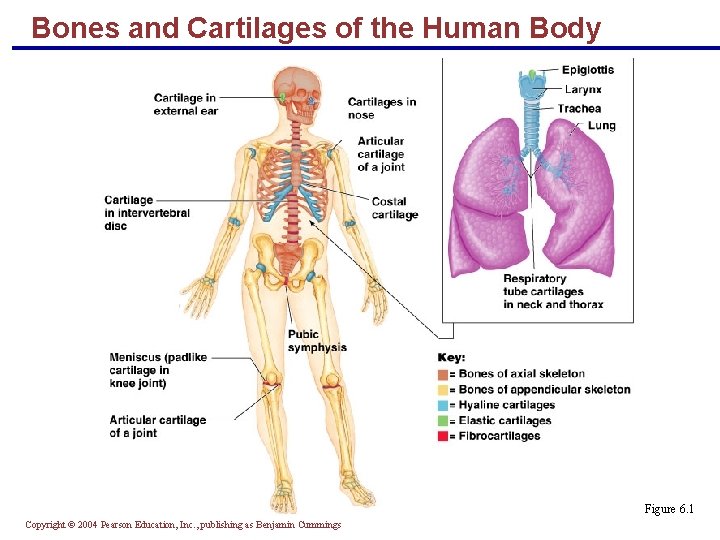 Bones and Cartilages of the Human Body Figure 6. 1 Copyright © 2004 Pearson