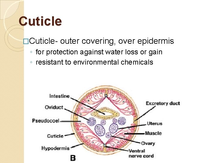 Cuticle �Cuticle- outer covering, over epidermis ◦ for protection against water loss or gain