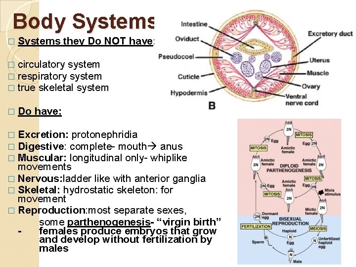 Body Systems � Systems they Do NOT have: � circulatory system � respiratory system
