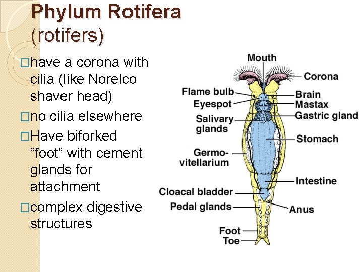Phylum Rotifera (rotifers) �have a corona with cilia (like Norelco shaver head) �no cilia