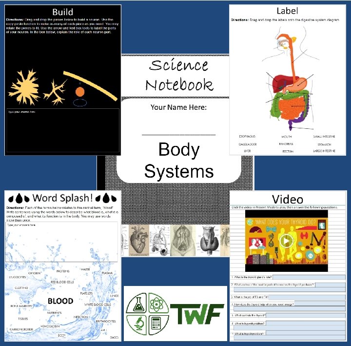 Body Systems Digital Interactive Notebook Chapter 1 The
