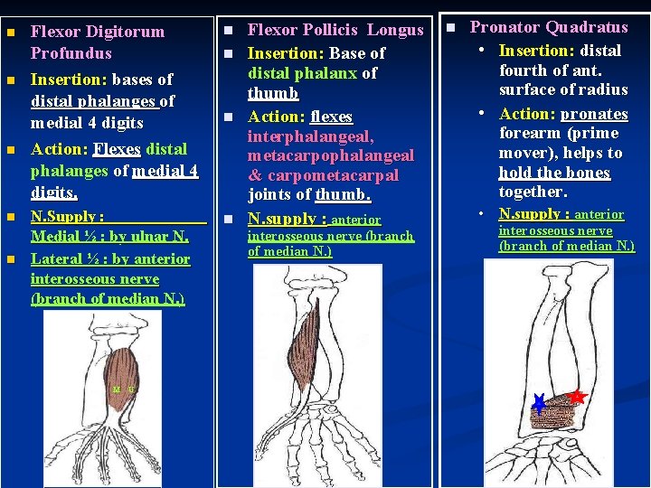 n n n Flexor Digitorum Profundus Insertion: bases of distal phalanges of medial 4
