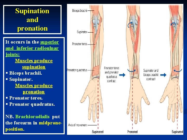 Supination and pronation It occurs in the superior and inferior radioulnar joints; Muscles produce