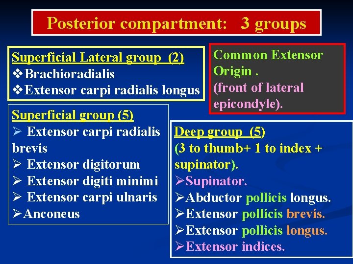 Posterior compartment: 3 groups Common Extensor Superficial Lateral group (2) Origin. v. Brachioradialis v.