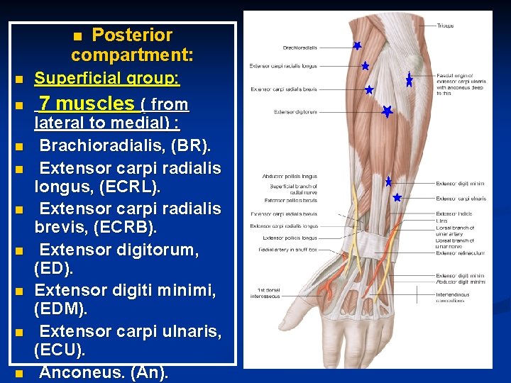 Posterior compartment: n n n n n Superficial group: 7 muscles ( from lateral