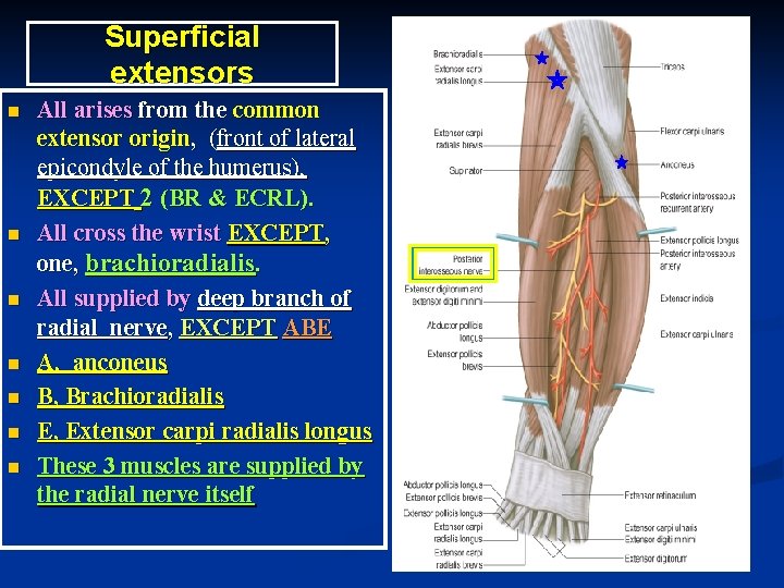 Superficial extensors n n n n All arises from the common extensor origin, (front