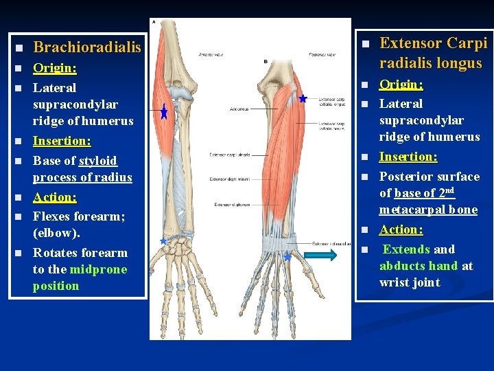 n Brachioradialis n Origin: Lateral supracondylar ridge of humerus Insertion: Base of styloid process