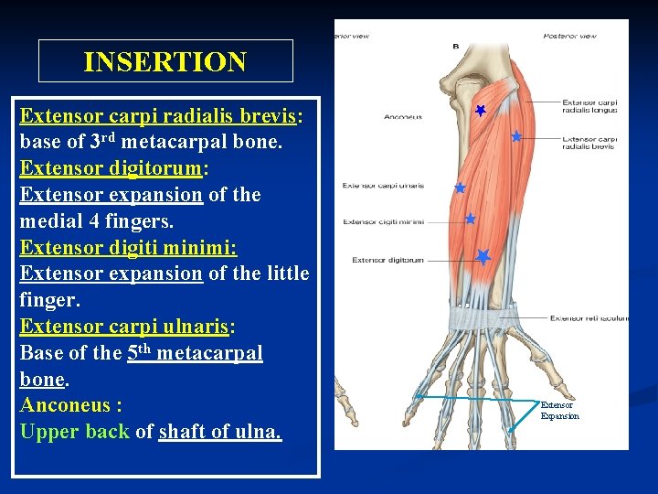 INSERTION Extensor carpi radialis brevis: base of 3 rd metacarpal bone. Extensor digitorum: Extensor