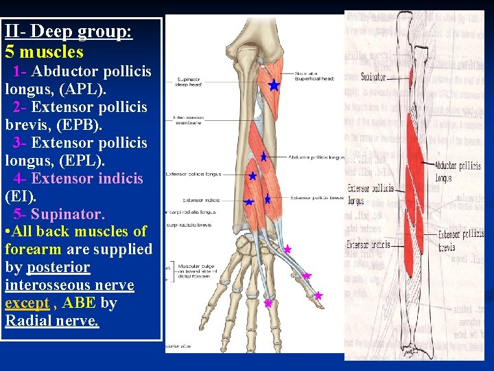 II- Deep group: 5 muscles 1 - Abductor pollicis longus, (APL). 2 - Extensor