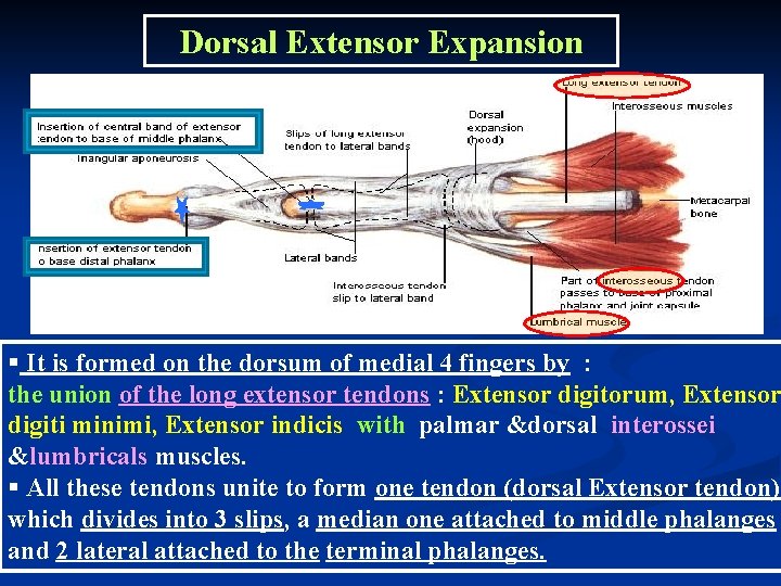 Dorsal Extensor Expansion § It is formed on the dorsum of medial 4 fingers