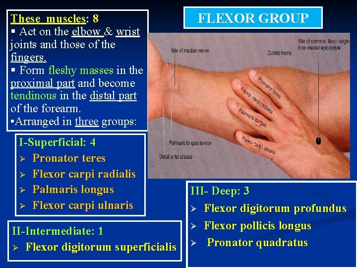 These muscles: 8 § Act on the elbow & wrist joints and those of