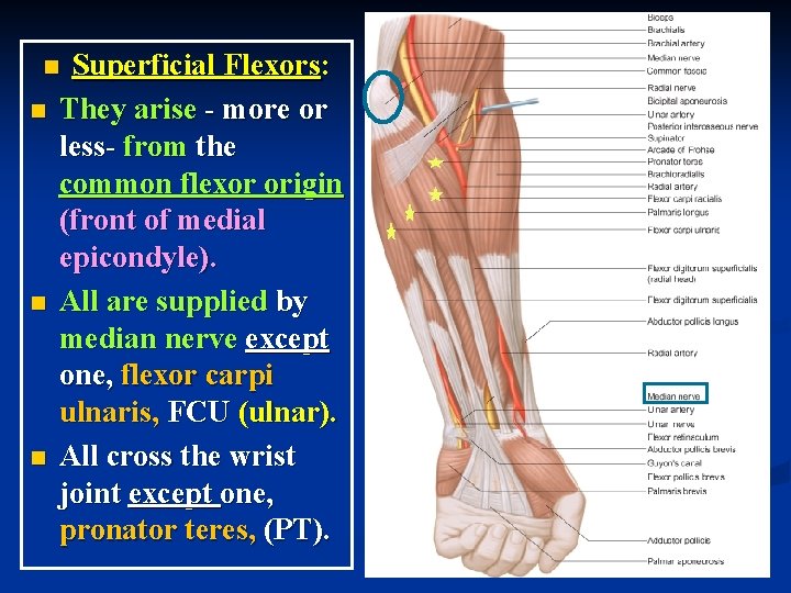 Superficial Flexors: They arise - more or less- from the common flexor origin (front