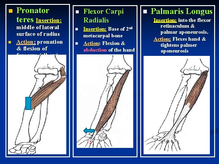 n n Pronator teres Insertion: middle of lateral surface of radius Action: pronation &