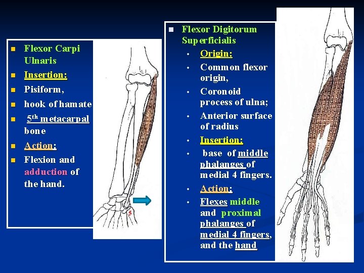 n n n n Flexor Carpi Ulnaris Insertion: Pisiform, hook of hamate 5 th