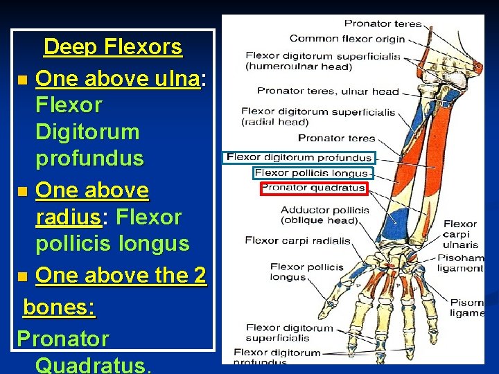 Deep Flexors n One above ulna: Flexor Digitorum profundus n One above radius: Flexor