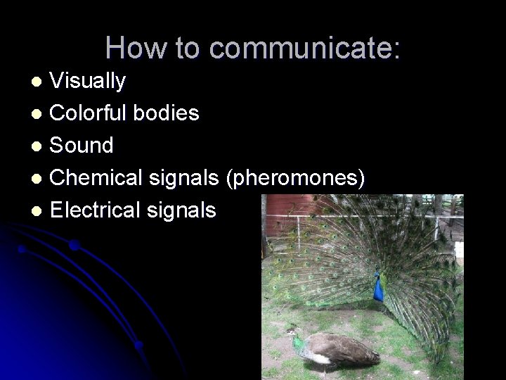 How to communicate: Visually l Colorful bodies l Sound l Chemical signals (pheromones) l