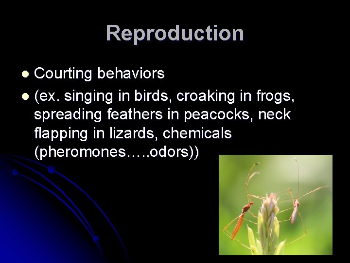 Reproduction Courting behaviors l (ex. singing in birds, croaking in frogs, spreading feathers in